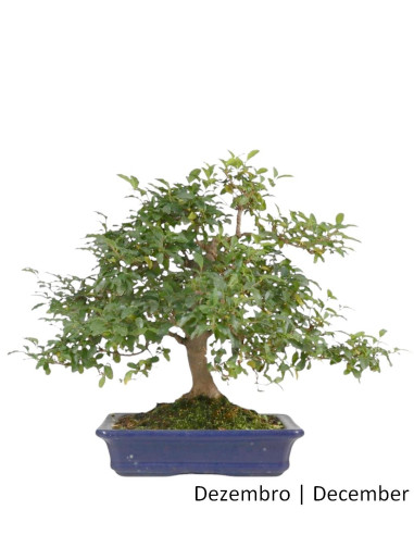 Ligustrum Bonsai de 22 anos