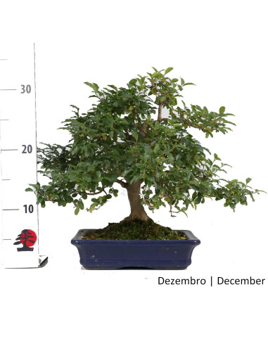 Ligustrum Bonsai de 22 anos