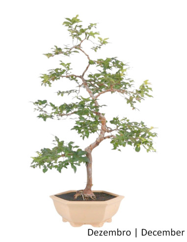 Syzigium Indica Bonsai de 23 años | Luso Bonsai