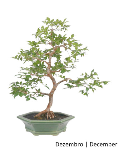 Syzigium Indica Bonsai de 23 años | Luso Bonsai