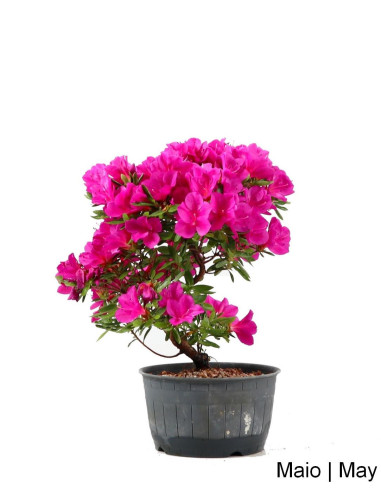 Azalea Bonsai de 17 años | Luso Bonsai