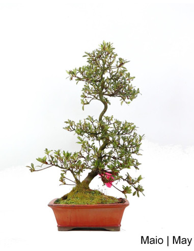 Azalea Bonsai de 27 años | Luso Bonsai