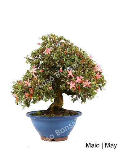 Azalea Bonsai de 49 ans | Luso Bonsai