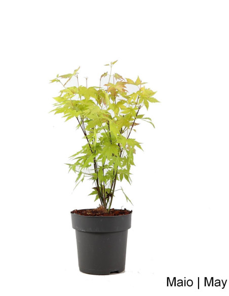 Acer Palmatum Orange Dream Vorher Bonsai von 4 Jahren