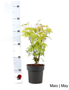 Acer Palmatum Orange Dream Pre-Bonsai, 4 Jahre alt 2