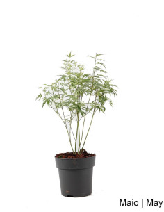 Acer Palmatum Butterfly Pré Bonsai di 4 anni