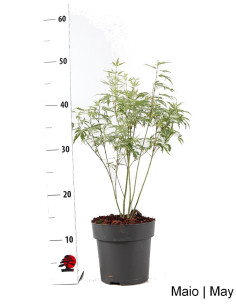 Acer Palmatum Butterfly Pre Bonsai of 4 years 2