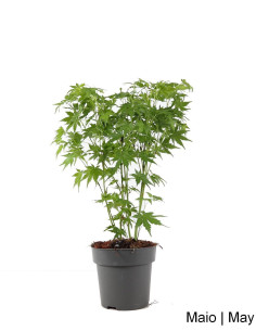 Acer Palmatum Green SPP Pré Bonsai de 4 ans