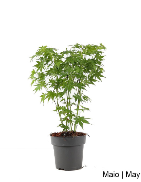 Acer Palmatum Green SPP Pré Bonsai von 4 Jahren
