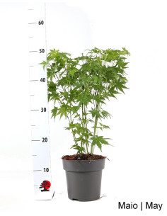 Acer Palmatum Green SPP Pre-Bonsai, 4 Jahre alt 2