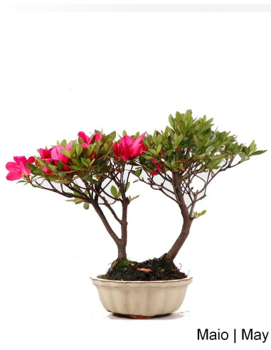 Azalea Bonsai de 9 ans | Luso Bonsai