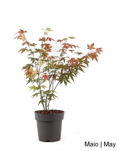 Acer Palmatum Atropurpureum Pré Bonsai von 4 Jahren