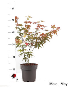 Acer Palmatum Atropurpureum Pre Bonsai of 4 years 2