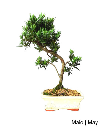Podocarpus Bonsai di 7 Anni