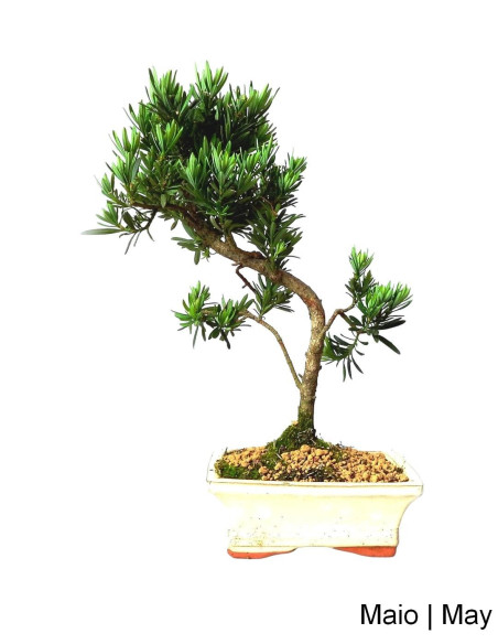 Podocarpus Bonsai di 7 Anni
