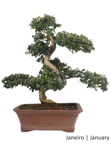 27 años Carmona Macrophyla Bonsai