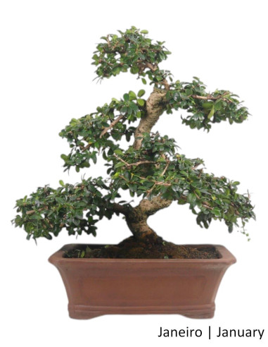 27 años Carmona Macrophyla Bonsai