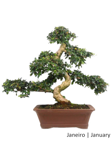 27 años Carmona Macrohpyla Bonsai