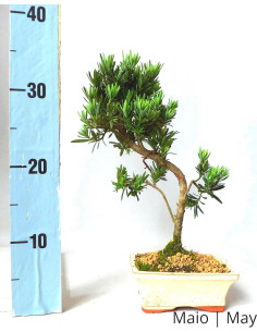 7-Year-Old Podocarpus Bonsai 2