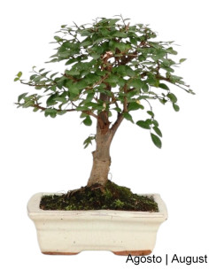 Ulmeiro Bonsai von 7 Jahren