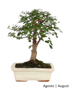 Olmo Bonsai di 7 Anni 2