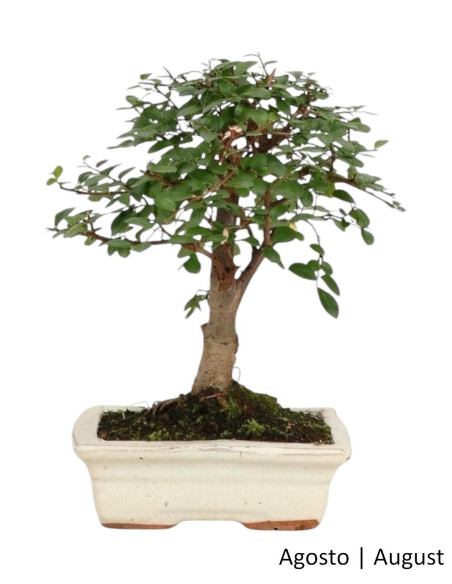 Ulmeiro Bonsai de 7 Anos