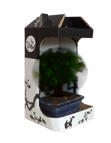 Ulmeiro Bonsai de 7 Anos