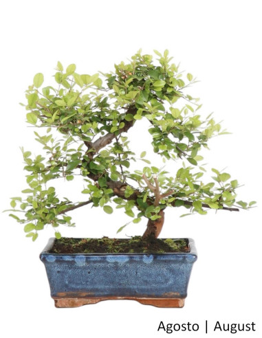 Sageretia Bonsai de 8 Anos