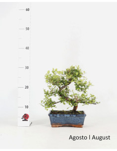 Sageretia Bonsai de 8 Ans 2