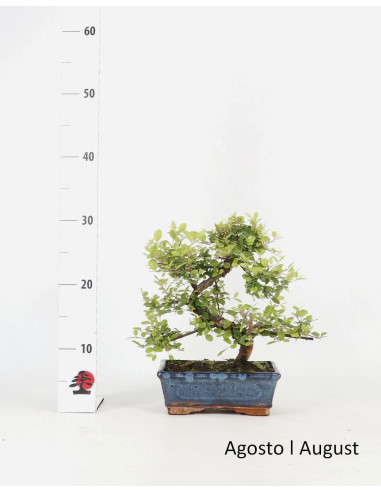 Sageretia Bonsai de 8 Anos