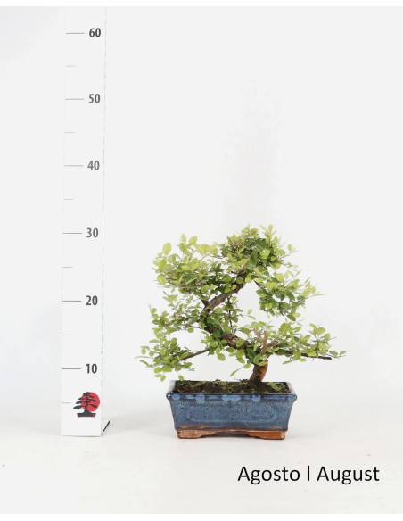 Sageretia Bonsai de 8 Anos