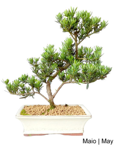 Podocarpus Bonsai de 9 ans | Luso Bonsai