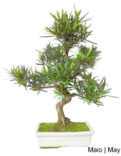 Podocarpus Bonsai de 12 Anos
