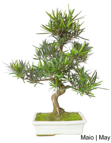 Podocarpus Bonsai von 12 Jahren