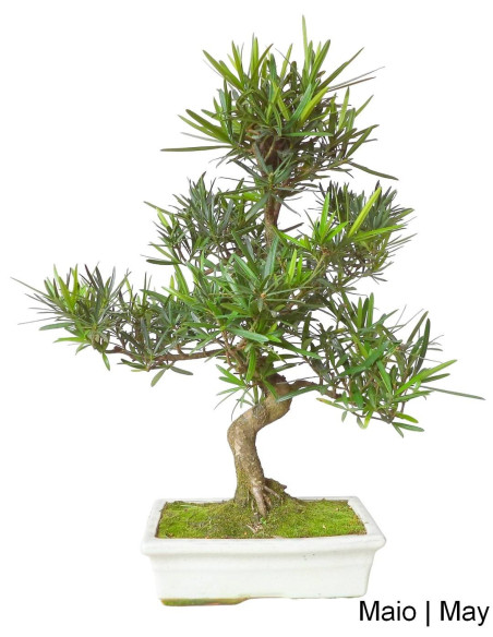 Podocarpus Bonsai de 12 Anos