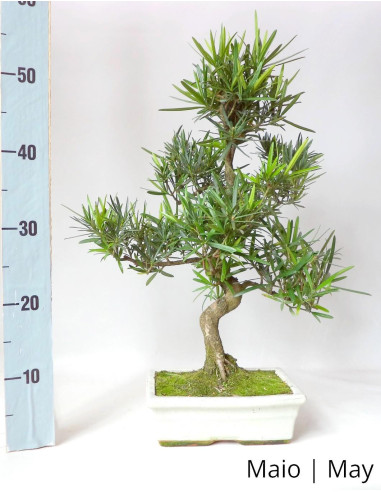 Podocarpus Bonsai de 12 Anos