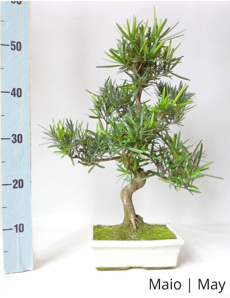 Podocarpus Bonsai de 12 Anos