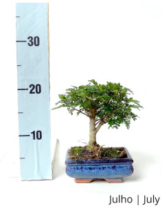 Zanthoxylum Bonsai von 5 Jahren 2