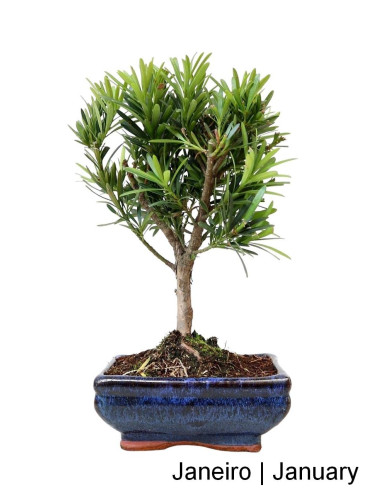 Podocarpus Bonsai de 7 Anos