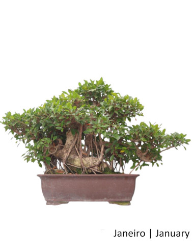 Ficus Tiger Bark Bonsai de 50 Anos