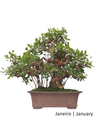 Ficus Tiger Bark Bonsai de 50 Anos