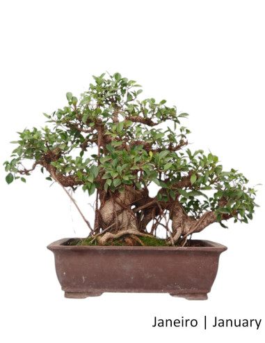 Ficus Tiger Bark Bonsai de 50 Anos