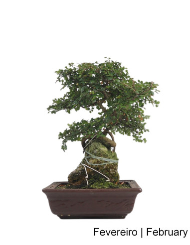 Ulmeiro Bonsai de 21 anos