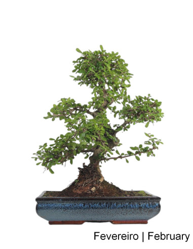 21 años Carmona Macrohpyla Bonsai