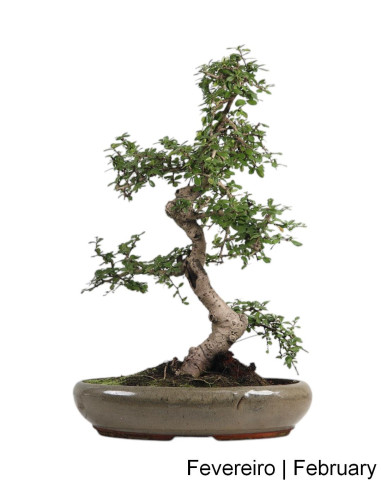 23 años Carmona Macrophyla Bonsai