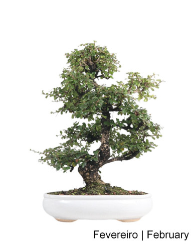 23 años Carmona Macrophyla Bonsai