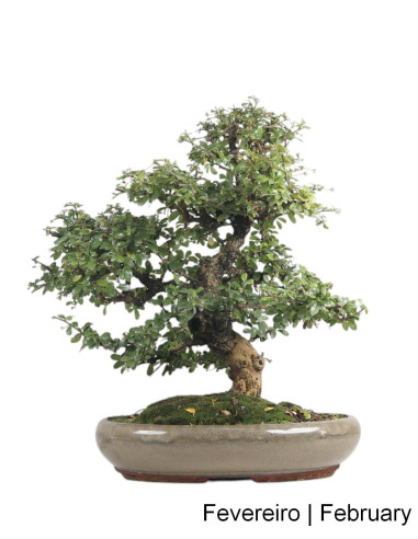 Carmona Macrophyla Bonsai de 23 anos