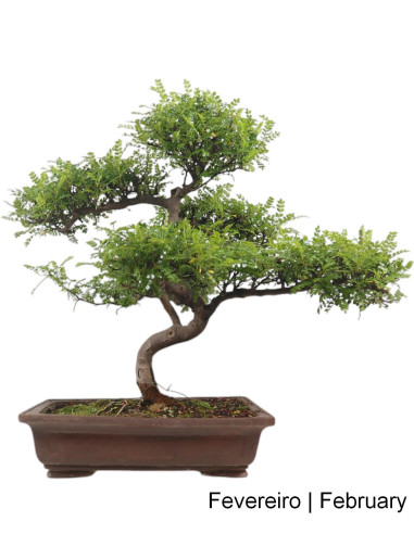 Zanthoxylum Bonsai of 27 Years