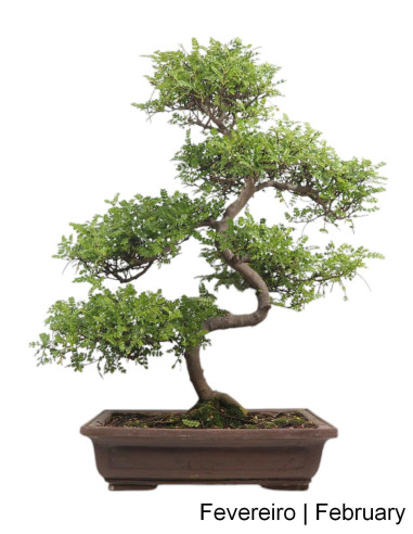 Zanthoxylum Bonsai de 27 Anos