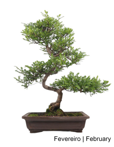 Zanthoxylum Bonsai de 27 Anos